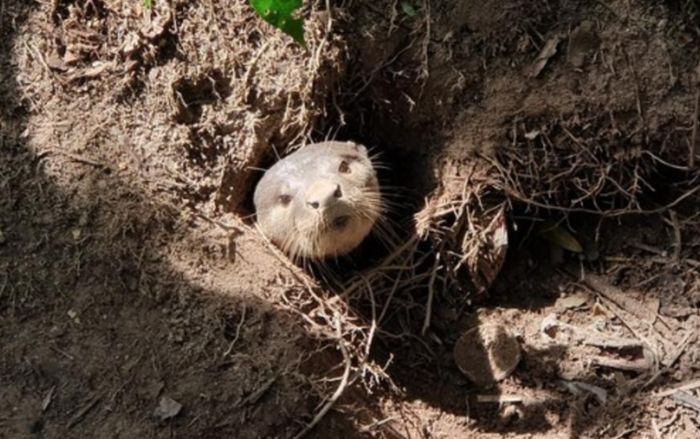 Một loài vật bị đưa vào danh sách triệt sản vì 'gây rối' con người