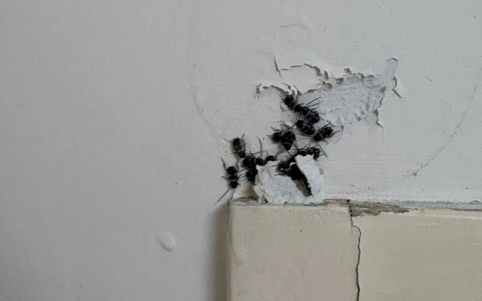 Chuyển vào nhà mới chưa đầy nửa tháng, người đàn ông hoảng loạn phát hiện đốm đen dày đặc trên khung cửa