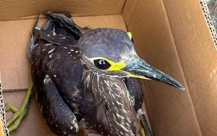 Đi câu cá, người đàn ông bắt được loài chim quý hiếm nhất thế giới