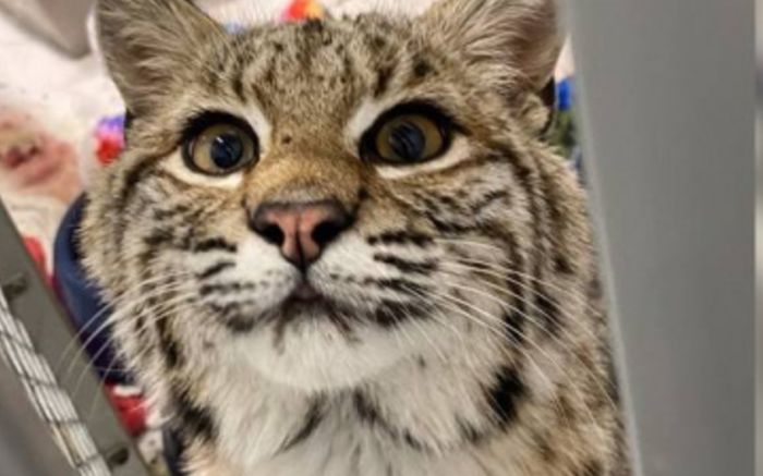 Cứu mèo hoang trước hiên nhà, người phụ nữ bàng hoàng khi biết sự thật