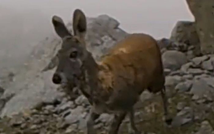 Loài vật cực quý hiếm bất ngờ xuất hiện, cảnh tượng gây kinh ngạc