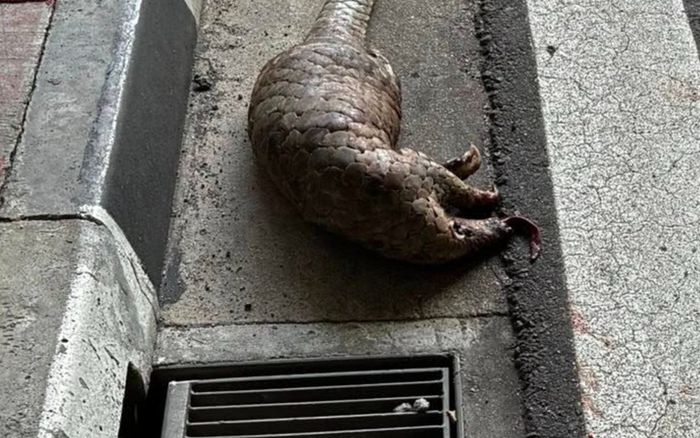 Hai con thú quý hiếm bị xe tông chết trên đường, cảnh tượng gây đau lòng