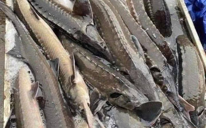 Loại cá từng được mệnh danh chỉ dành cho giới đại gia, nay rớt giá khó tin trên chợ mạng