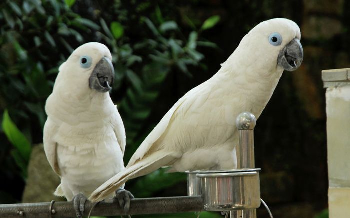 Nuôi vẹt chưa đầy 2 tháng, người phụ nữ phát hiện ký sinh trùng trong mắt