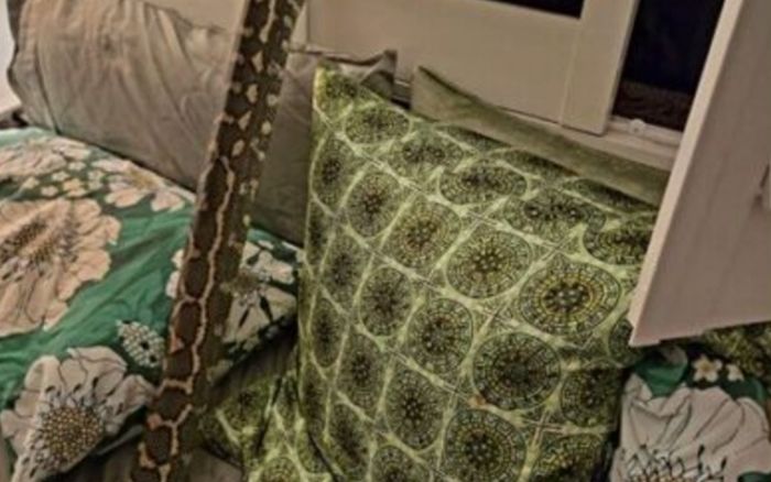 Tỉnh giấc giữa đêm, người chồng kinh hoàng khi thấy 'vị khách' nằm trên ngực vợ