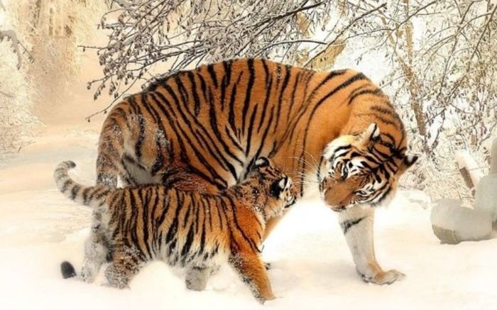 Từ nay tới Tết Ông Công Ông Táo: 3 con giáp được quý nhân dẫn đường, làm gì cũng hanh thông