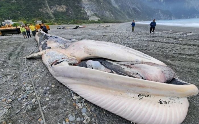 Phát hiện xác sinh vật khổng lồ dài 15 mét trong lưới đánh cá, người dân xôn xao