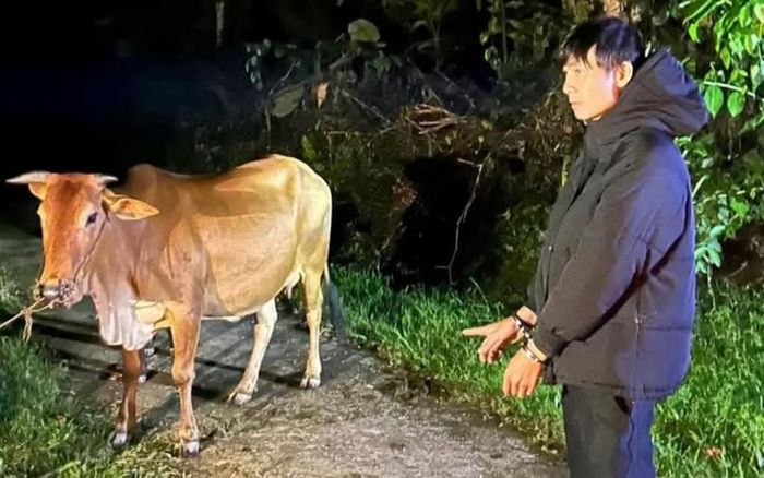 Người phụ nữ bất ngờ khi biết danh tính kẻ trộm 2 con bò sau khi báo Công an