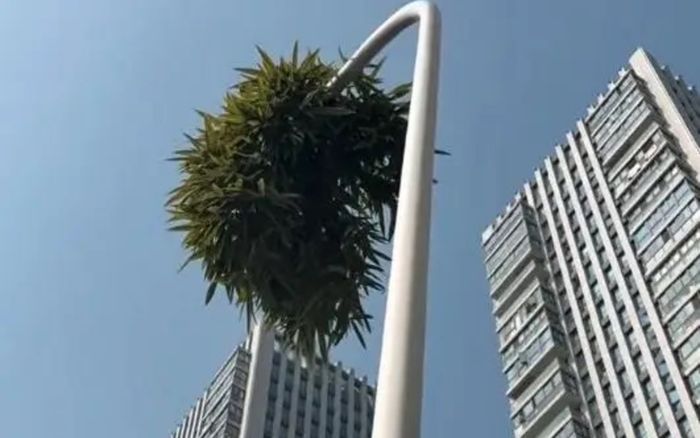 Cây tre mọc theo cách chưa từng có trên đường phố, người dân xôn xao