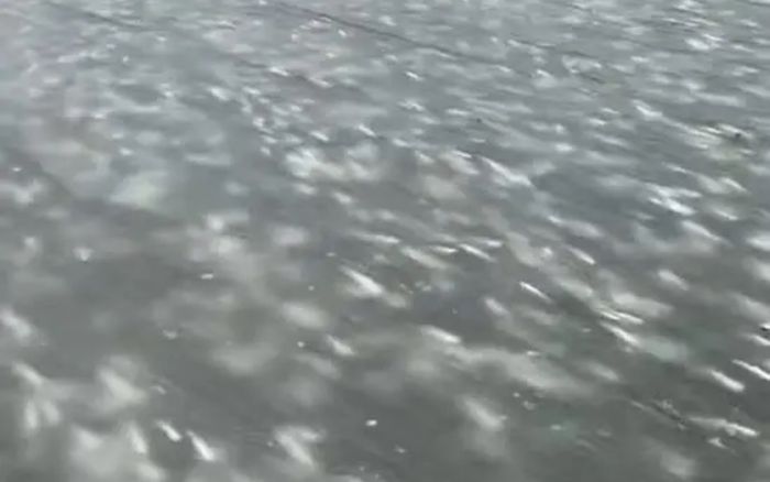 Xôn xao hàng loạt con cá bị 'đóng băng' dưới dòng nước, người dân kéo nhau đến vớt 'chiến lợi phẩm'