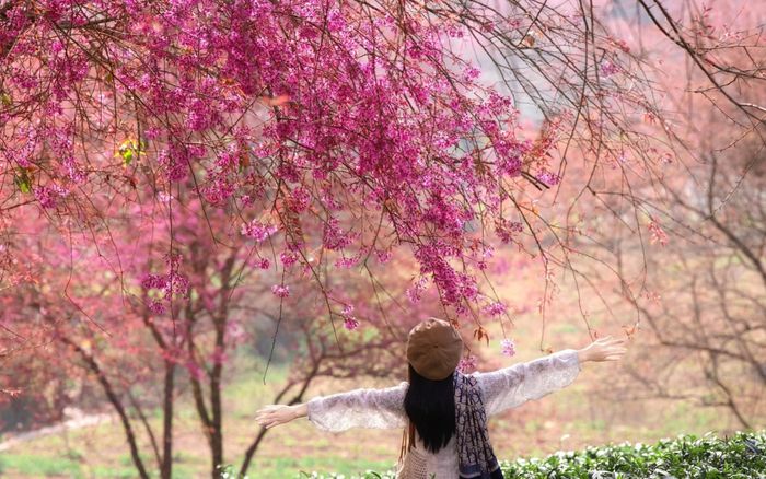 4 nơi ngắm hoa nở rộ dịp giáp Tết, không khí xuân ngập tràn