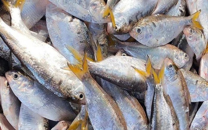 Loại cá là đặc sản bơi ngược sông Hồng đẻ trứng vào mùa xuân, thịt béo mềm kho cà ăn cực ngon