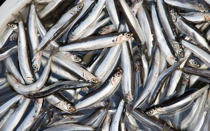 Chuyên gia Mỹ công bố 5 loại cá tốt sức khỏe tim mạch và não, ở Việt Nam bán rất rẻ