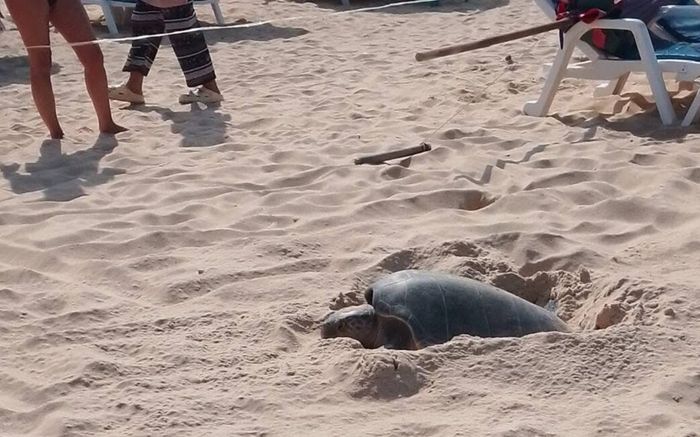 Sinh vật đẻ 125 quả trứng giữa bãi biển, khách du lịch vây quanh để xem