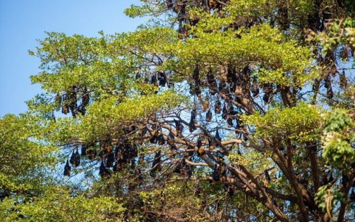 Hàng nghìn sinh vật đu kín trên cây, cảnh tượng khiến người dân lo lắng