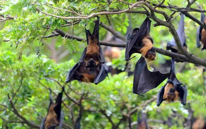 Nóng: Virus Nipah đã xuất hiện tại Thái Lan