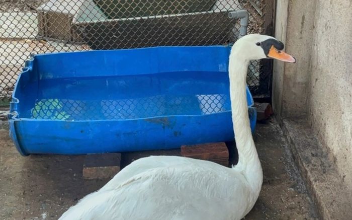 Tình trạng đáng chú ý của cá thể thiên nga trắng Thảo Cầm Viên bị bắt trộm, đem bán ở Cần Thơ