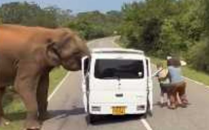 Cho voi ăn trên đường, hành động sau đó của con vật khiến cả gia đình tháo chạy hoảng loạn