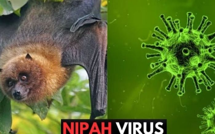 Bộ Y tế khuyến cáo không ăn trái cây bị động vật cắn hoặc gặm nhấm để phòng bệnh do virus Nipah