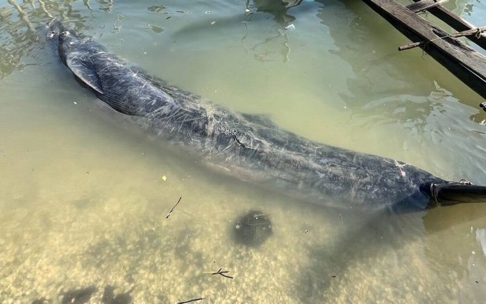 Đang neo đậu thuyền, ngư dân gặp cảnh tượng đau lòng của sinh vật quý hiếm