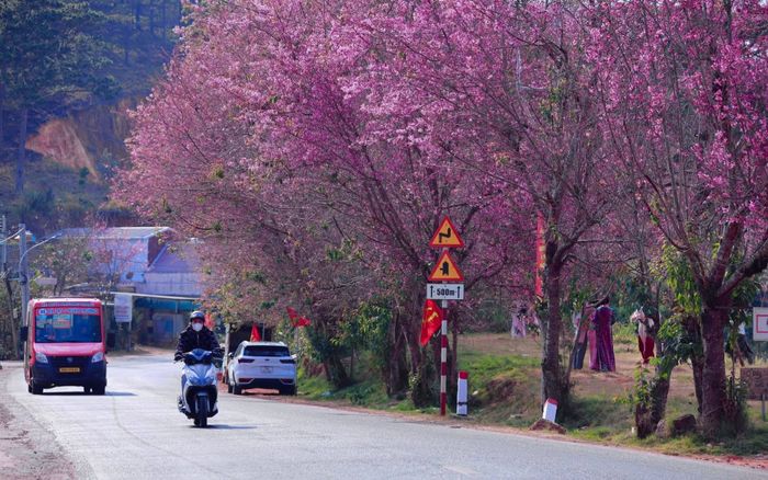 Mùa hoa anh đào 'nhuộm hồng' Đà Lạt