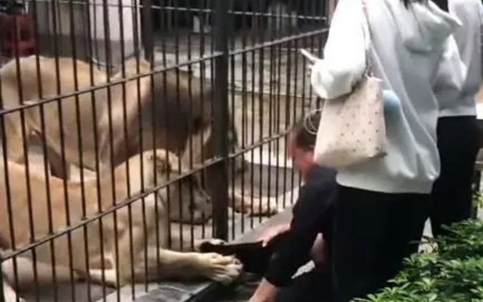 Đang cho sư tử ăn trong vườn thú, bé gái gặp sự việc kinh hoàng khiến ai cũng hốt hoảng