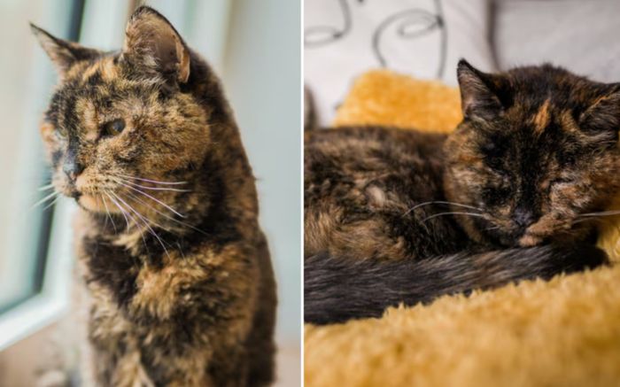 Chú mèo già nhất thế giới Flossie tròn 30 tuổi, hiện đang sống tại Anh