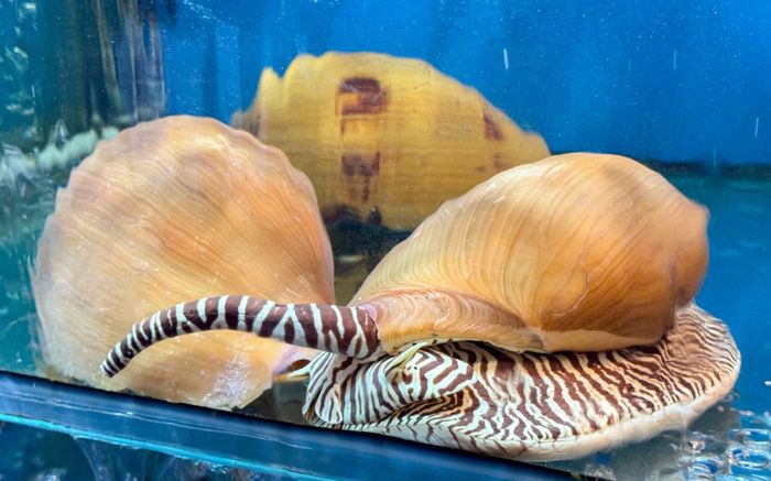 Cận cảnh loài ốc có giá 1 triệu/con, có con nặng lên tới 5kg