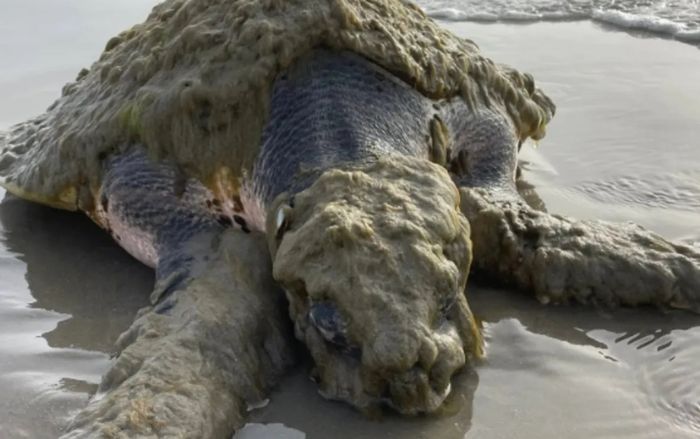 Loài sinh vật quý hiếm nhất thế giới trôi dạt vào bờ biển, được phát hiện trong tình trạng thương tâm