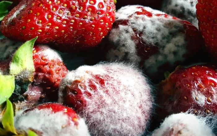 5 loại quả này nằm trong sách đen nuôi tế bào ung thư: Dù rẻ mấy cũng đừng mua ăn