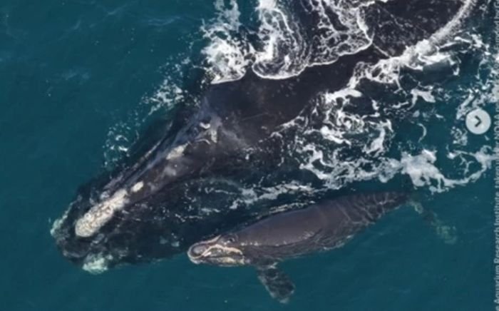 Tín hiệu tích cực của quần thể cá voi quý hiếm ở Đại Tây Dương