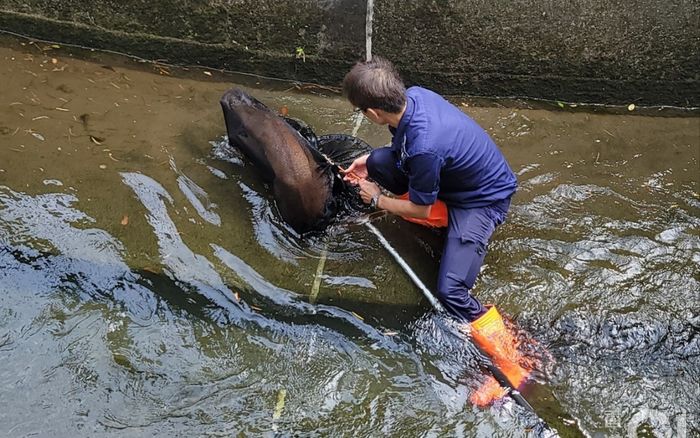 Loài vật có tiếng kêu như tiếng người, thưởng 1,2 triệu đồng khi tiêu diệt mỗi con