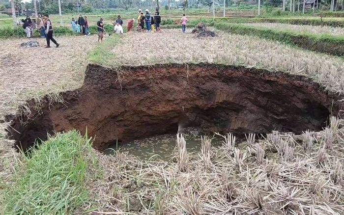 Ruộng lúa bỗng xảy ra hiện tượng lạ, người dân kéo nhau đến xem