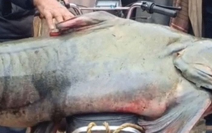 Ngư dân bắt được con 'quái vật' 102 ký dưới sông, bán với giá 58 triệu đồng