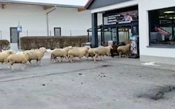 50 con thú 'tấn công' siêu thị, nhiều khách hàng hoảng loạn