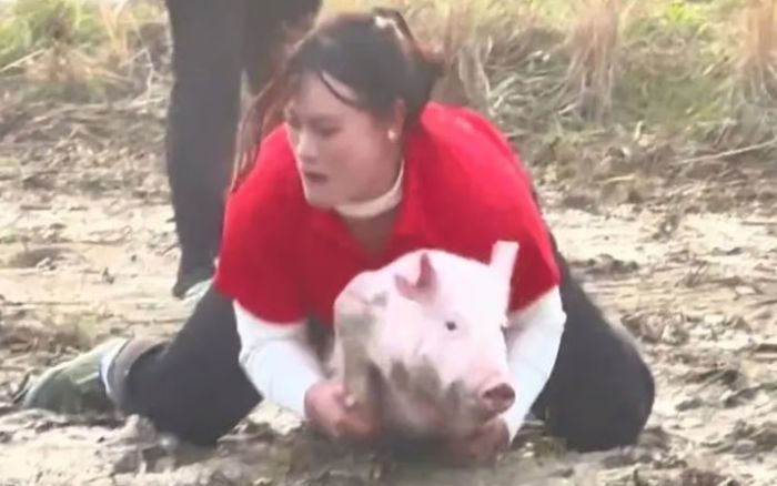 Người phụ nữ thắng 22 cuộc thi bắt lợn, hạ gục cả 'lợn chúa' 73kg bằng tay không