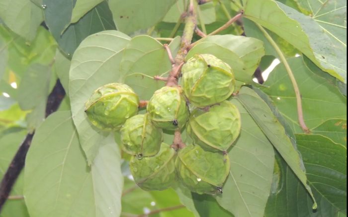 14 học sinh nhập viện sau khi ăn một loại quả