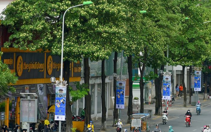 Hà Nội rà soát, dịch chuyển bớt cây hoa sữa ở khu dân cư
