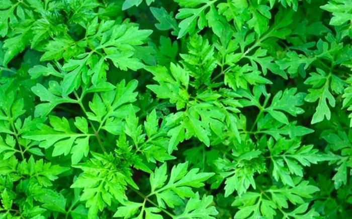 Loại rau được xem như bí quyết 'trường sinh bất lão' của chị em phụ nữ