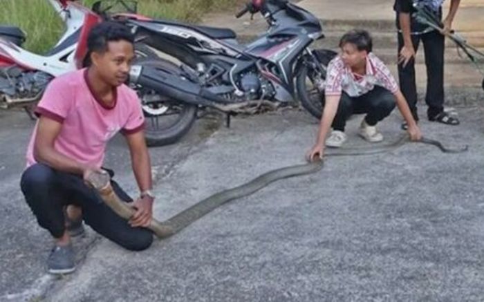 Hai con rắn hổ mang chúa 'hỗn chiến' kịch liệt, nhóm thanh niên vây bắt bằng tay không