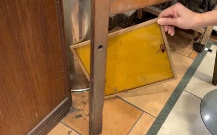 Xôn xao hai con vật 'đánh nhau' trên trần rồi rơi thẳng xuống quán cà phê, khách hoảng loạn bỏ chạy