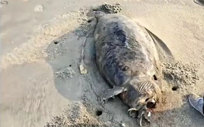 Phát hiện xác sinh vật được mệnh danh là 'nàng tiên cá', người dân xôn xao