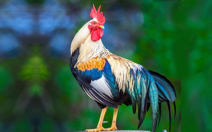 4 con giáp sắp bước vào chu kỳ đỏ rực, công việc thăng hoa, tài lộc gõ cửa dồn dập