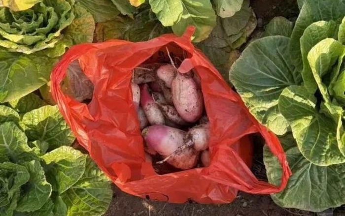 Gửi cho bạn quen trên mạng giỏ rau tự trồng, người phụ nữ bàng hoàng khi nhận 'quà đáp lễ'