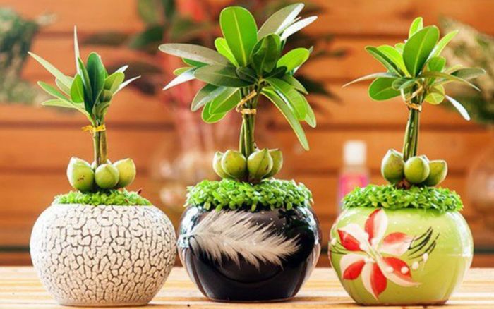 Những vật phẩm liên tục cháy hàng vì được mua để lấy may đầu năm mới