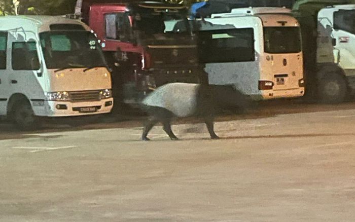 Sinh vật quý hiếm xuất hiện tại bãi đậu xe, người dân xôn xao