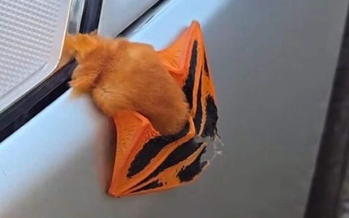 Phát hiện con vật lạ đậu trên xe, người phụ nữ 'sốc nặng' khi lại gần kiểm tra