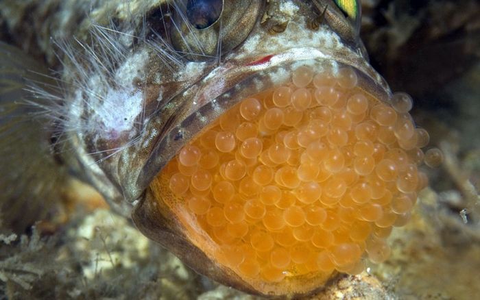 Nghi ngộ độc sau khi ăn trứng cá cảnh, 13 người phải nhập viện