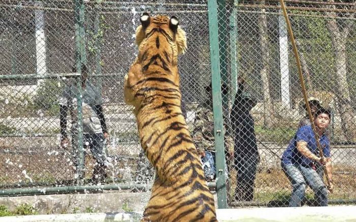 72 con hổ chết bất thường, nguyên nhân gây xôn xao