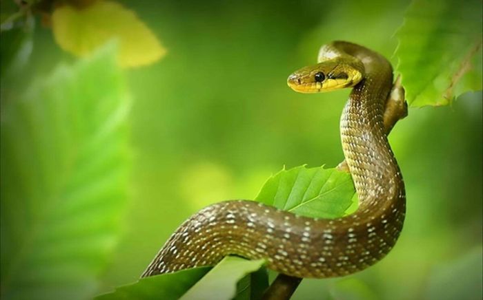 Thời tới cản không kịp: 5 con giáp sắp bước vào giai đoạn 'tiền sinh tiền' sau ngày vía Thần Tài